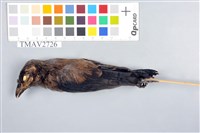 藏品(樹鵲)的圖片